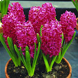 Гіацинт JAN BOS 15/16, фото 2