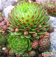 Молодило ( кам'яна троянда ), контейнер Р9