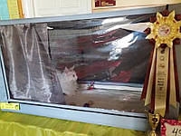 Прозрачный силикон для пошива домиков для котов и других животных, м'яке скло