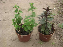 М'ята полунична, апельсинова, контейнер Р9