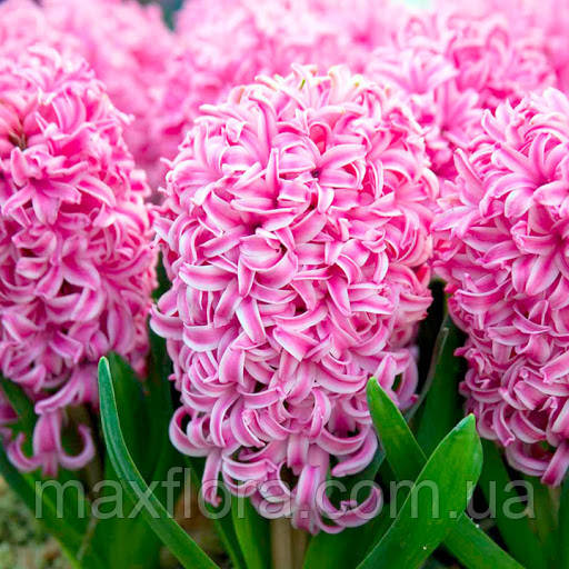 Гіацинт PINK PEARL 14/15