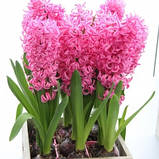 Гіацинт PINK PEARL 14/15, фото 5