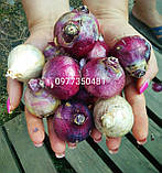 Гіацинт PINK PEARL 14/15, фото 7