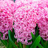 Гіацинт PINK PEARL 14/15, фото 9