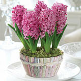 Гіацинт PINK PEARL 14/15, фото 10