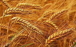 Масло натуральне Зародків пшениці 100 мл