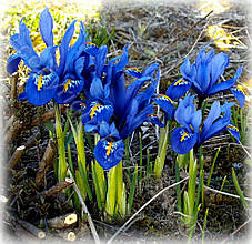 Ірідодіктіум Joyce (ірис сітчастий Джойс) 5 цибулин