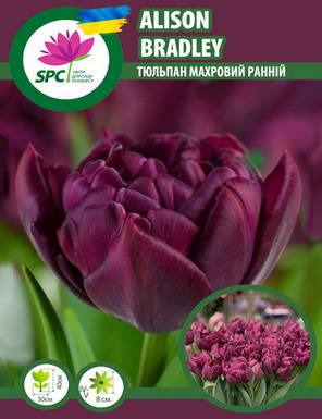 Тюльпан махровий ранній Alison Beadley, фото 3