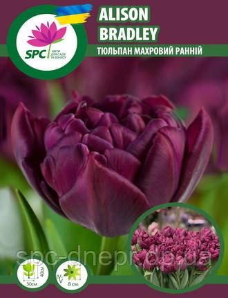 Тюльпан махровий ранній Alison Beadley, фото 1
