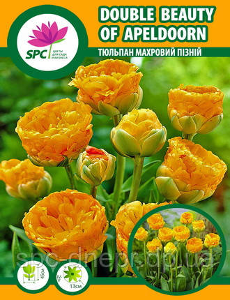 Тюльпан махровий пізній Double Beauty of Apeldoorn