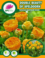 Тюльпан махровий пізній Double Beauty of Apeldoorn
