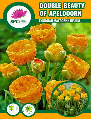 Тюльпан махровий пізній Double Beauty of Apeldoorn, фото 2