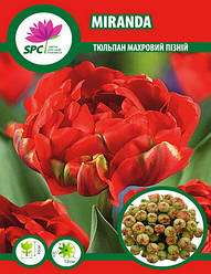 Тюльпан махровий пізній Miranda