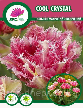 Тюльпан махровий бахромчастий Cool Crystal, фото 1