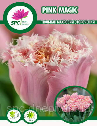 Тюльпан махровий оторочений Pink Magic, фото 1