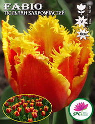 Тюльпан Fabio