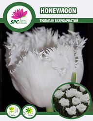 Тюльпан Honeymoon