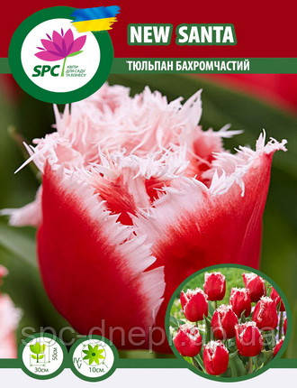 Тюльпан New Santa, фото 1