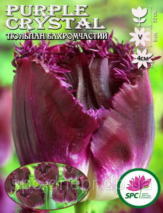 Тюльпан бахромчатий Purple Crystal