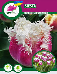 Тюльпан бахромчаcтий Siesta