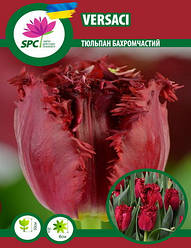 Тюльпан Versace