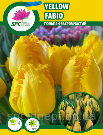 Тюльпан Yellow Fabio