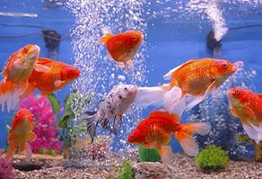 Акваріум, ставок, фонтан