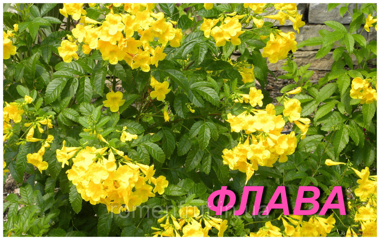 Кампсис, що вкоріняється "Флава" (ЗКС)