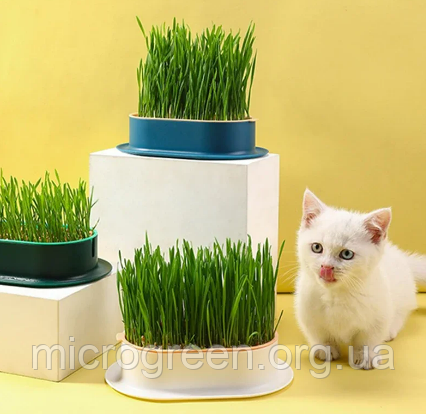 Лоток для мікрозелені, трави для тварин, фото 1