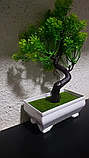 Садова композиція, інтер'єрна рослина бонсай + 1 світний чоловічок у подарунок!, фото 3