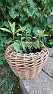 Кашпо з ротанга для квітів, плетений кошик для саду колір дерево ручної роботи 5 л, фото 2