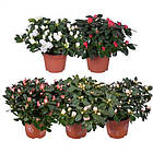 Саджанці Азалії рожевої (Azalea) Ø 13 см, фото 4