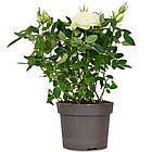 Саджанці Троянди Кордана білої (Rosa Kordana) Ø 10 см, фото 2