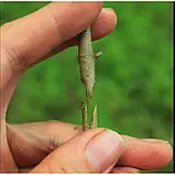 💚Професійний щеплений секатор для гілок з 3 ножами для обрізання та щеплення дерев Grafting Tool, фото 6