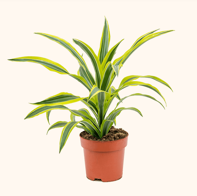 Драцена широколиста кімнатна рослина (горщик д.12)