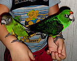 РУЧНИЙ ПАПУГАЙ. Конголезький папуга. (Poicephalus gulielmi massaicus), фото 4