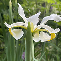 Ірис спурія (Iris spuria) жовтий, кореневища