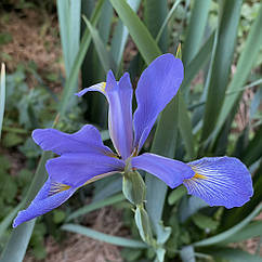 Ірис спурія (Iris spuria) синій, кореневища