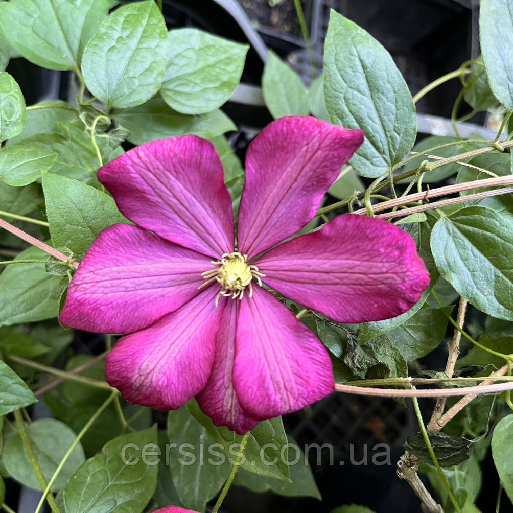 Клематис рожевий Санрайз однорічний саджанець Clematis Sunrise 2 група обрізки