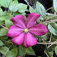 Клематис рожевий Санрайз однорічний саджанець Clematis Sunrise 2 група обрізки