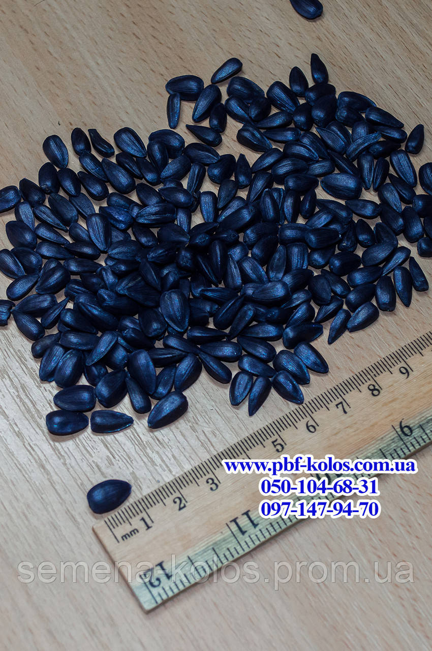 Семена подсолнечника гибрид - ЯСОН (ЭКСТРА) - фото 1 - id-p592808340