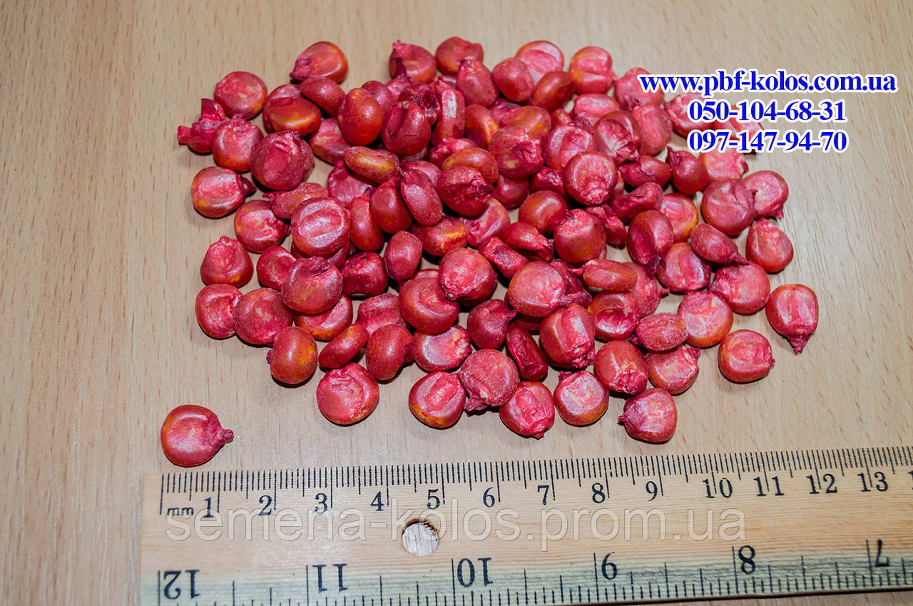 Семена кукурузы Оржица 237 МВ - фото 2 - id-p373904394