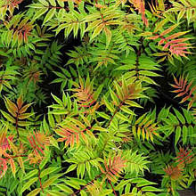 Горобник Черрі / Sorbaria sorbifolia Magical Cherry on Top