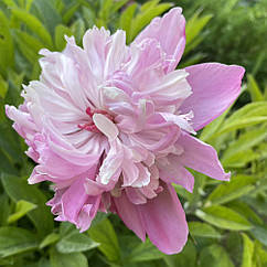 Півонія трав'яниста рожева махрова, кореневище