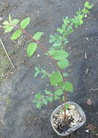 Сніжник м'який. Д5.