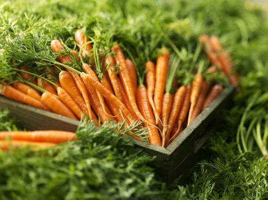 Морква посівна – у чому хитрощі вирощування?
