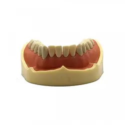 Модель тренувальна зі знімними зубами (нижня щелепа) HTS-A5-01L