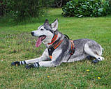 Світловідбивна шлейка для собак Truelove з ручкою, розмір S, М'який жилет для домашніх тварин без витягування, міцний зовнішній, фото 2