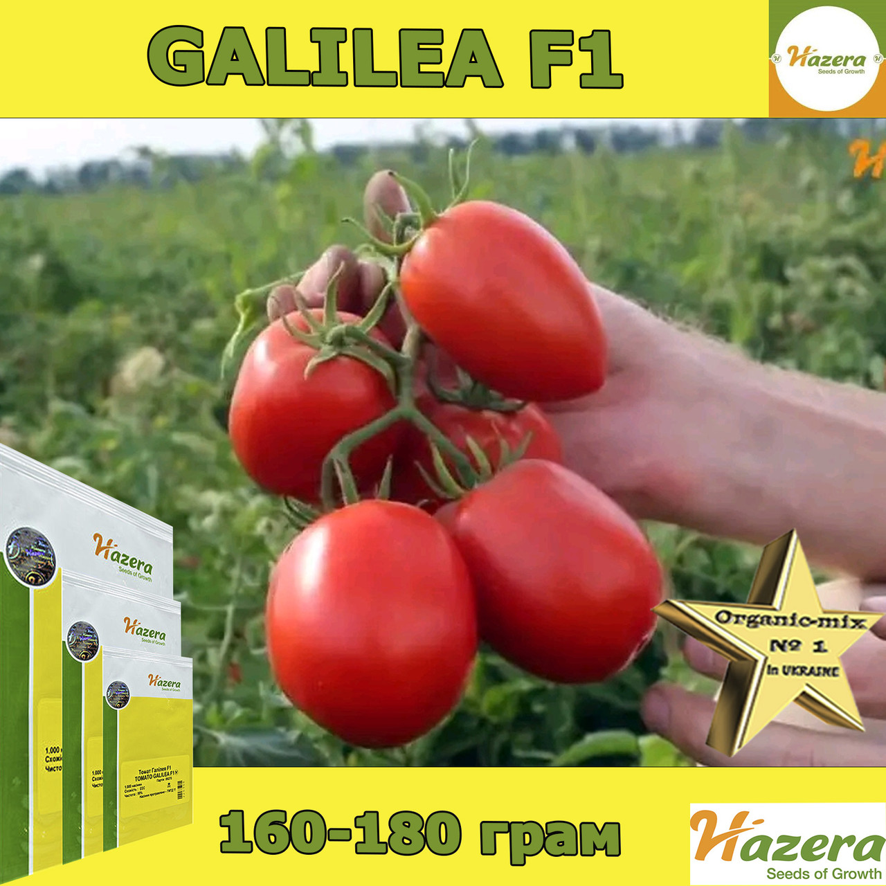 Томат ГАЛІЛЕЯ F1 / GALILEA F1, велика сливка, ТМ Hazera (Голландія)