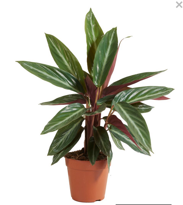 Калатея комнатное растение МІХ (горшок д.14) (ID#2228191526), цена: 602 ...